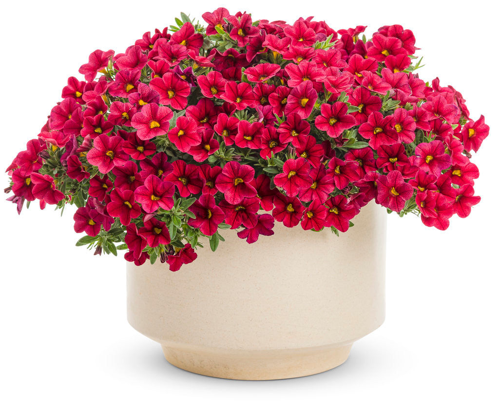 Calibrachoa hybrid 'Superbells® Red' in decorative pot