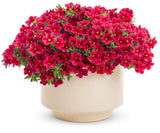 Calibrachoa hybrid 'Superbells® Red' in decorative pot