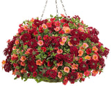 Calibrachoa hybrid 'Superbells® Red' combintaion