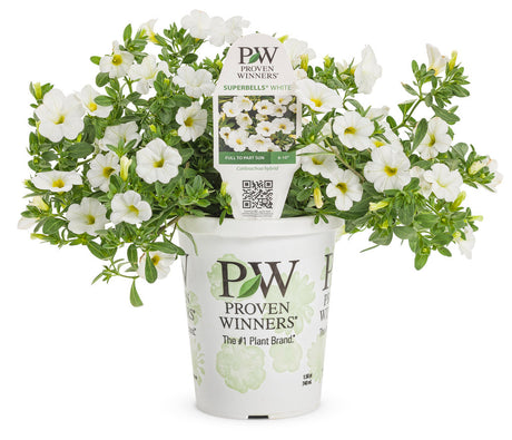 Calibrachoa hybrid 'Superbells® White' in grower pot