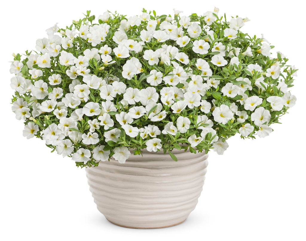 Calibrachoa hybrid 'Superbells® White' in decorative pot