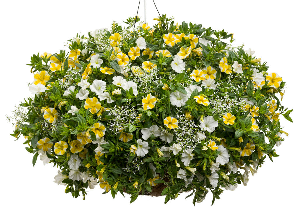 Calibrachoa hybrid 'Superbells® White' combination