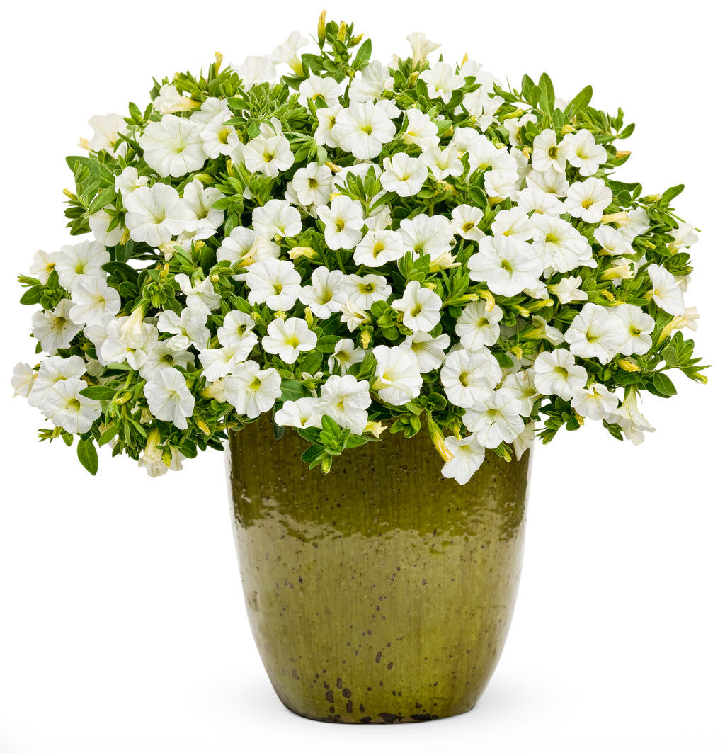 Calibrachoa hybrid 'Superbells® White' combination