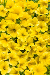 Calibrachoa hybrid 'Superbells® Yellow'