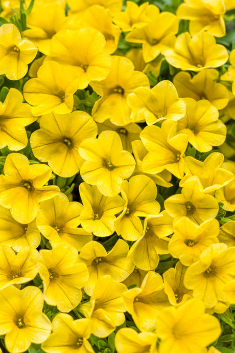 Calibrachoa hybrid 'Superbells® Yellow'