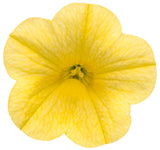 Calibrachoa hybrid 'Superbells® Yellow' flower