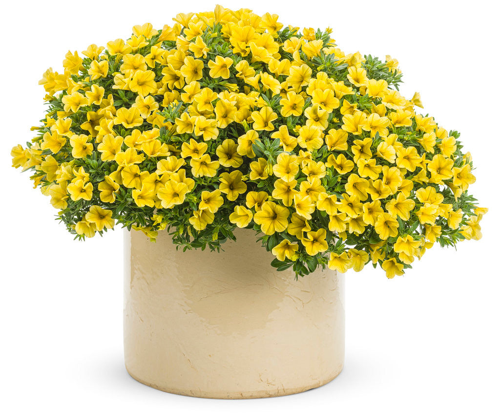 Calibrachoa hybrid 'Superbells® Yellow' in decorative pot