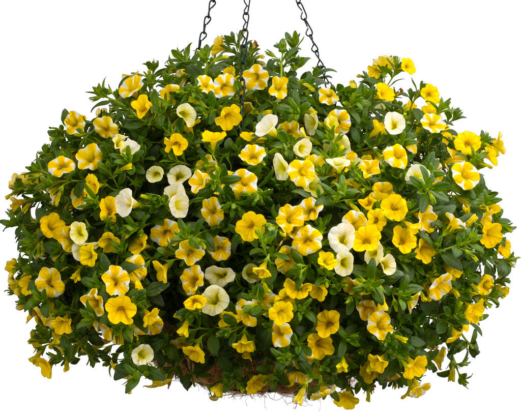 Calibrachoa hybrid 'Superbells® Yellow' combination