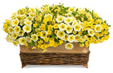 Calibrachoa hybrid 'Superbells® Yellow' combination