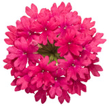 Verbena hybrid 'Superbena® Raspberry' flower