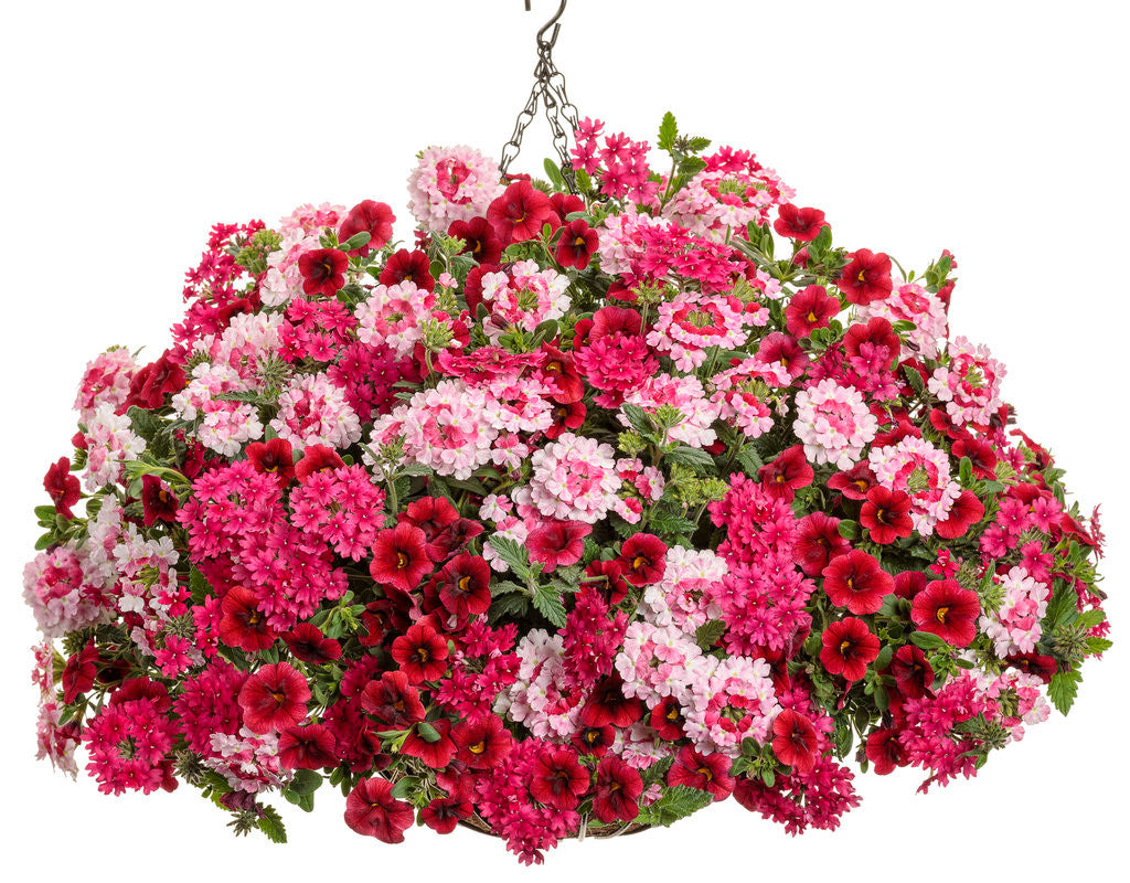 Verbena hybrid 'Superbena® Raspberry' – Romence Gardens & Greenhouses