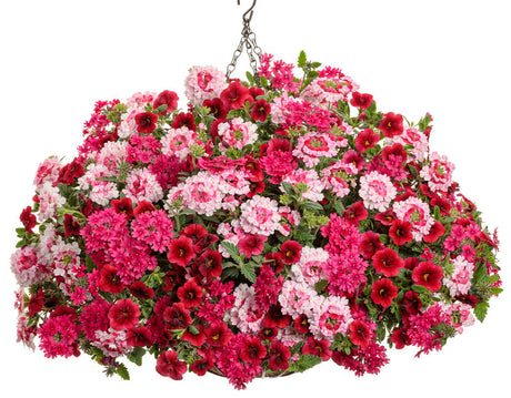 Verbena hybrid 'Superbena® Raspberry' combination