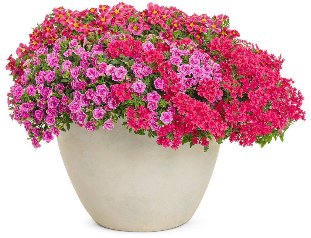 ビニパラベビー バルンガ & ラゴン Verbena hybrid 'Superbena® Raspberry' – Romence Gardens & Greenhouses
