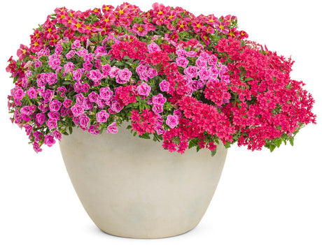 Verbena hybrid 'Superbena® Raspberry' combination