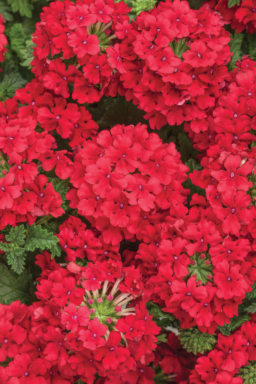 Verbena hybrid 'Superbena® Red' – Romence Gardens & Greenhouses