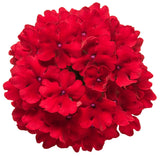 Verbena hybrid 'Superbena® Red' flower