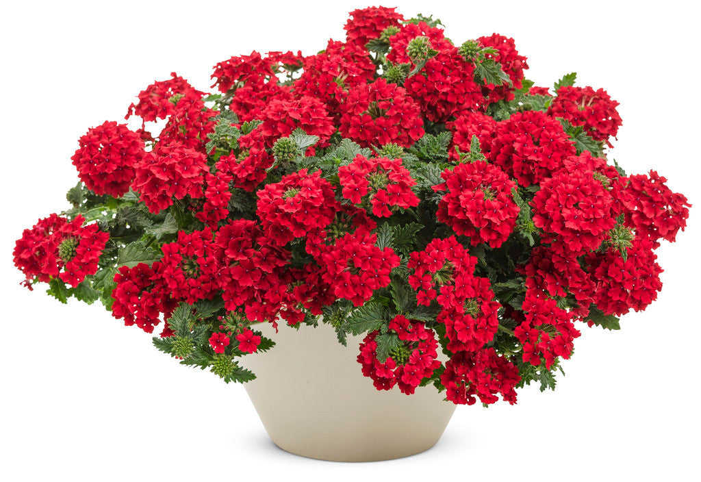 Verbena hybrid 'Superbena® Red' in decorative pot