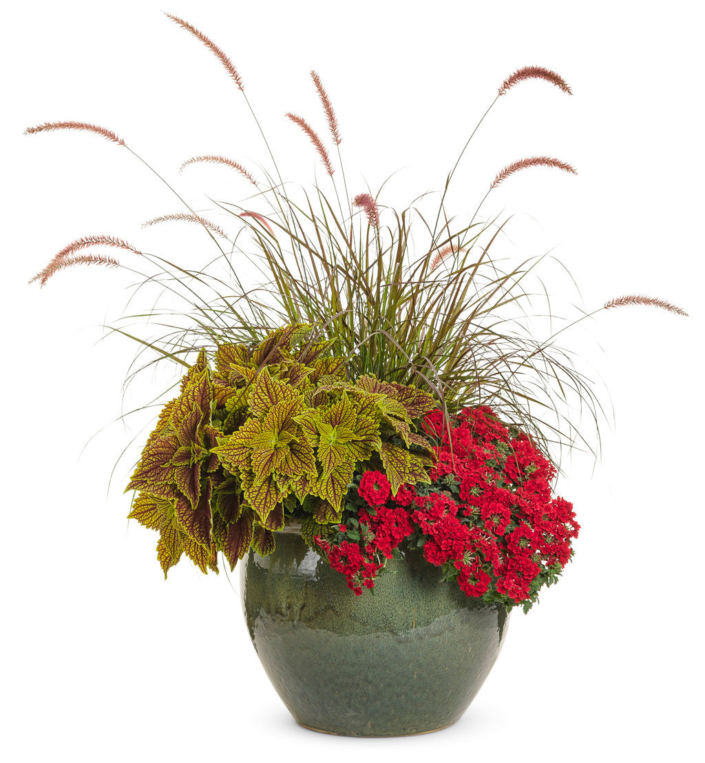 Verbena hybrid 'Superbena® Red' – Romence Gardens & Greenhouses