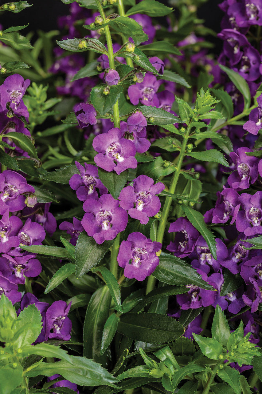 Angelonia angustifolia hybrid 'Angelface® Super Blue' – Romence