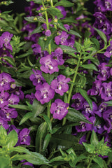 Angelonia angustifolia hybrid 'Angelface® Super Blue' close up