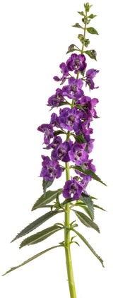 Angelonia angustifolia hybrid 'Angelface® Super Blue' flower