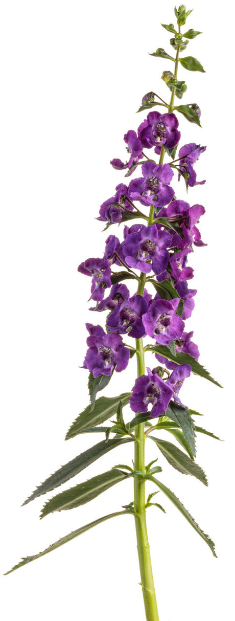 Angelonia angustifolia hybrid 'Angelface® Super Blue' flower