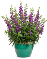 Angelonia angustifolia hybrid 'Angelface® Super Blue' in decorative pot