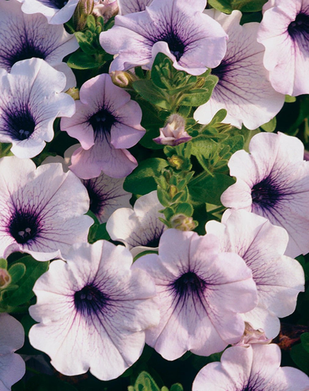 Petunia hybrid 'Supertunia® Blue Veined' – Romence Gardens