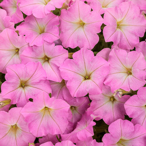 Close-up of pink flowers with a blurred background