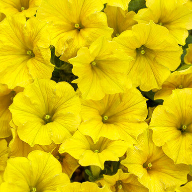 Petunia hybrid 'Supertunia Mini Vista® Yellow'
