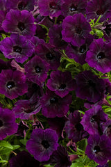 Petunia hybrid 'Supertunia Mini Vista® Midnight'