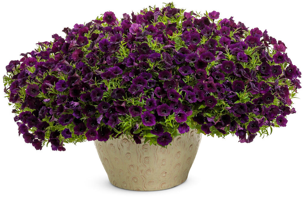 Petunia hybrid 'Supertunia Mini Vista® Midnight'