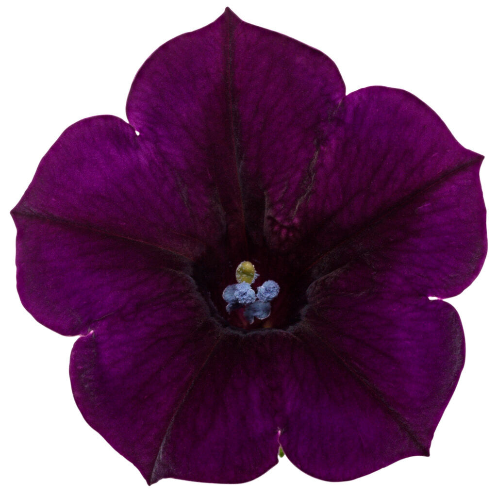 Petunia hybrid 'Supertunia Mini Vista® Midnight'