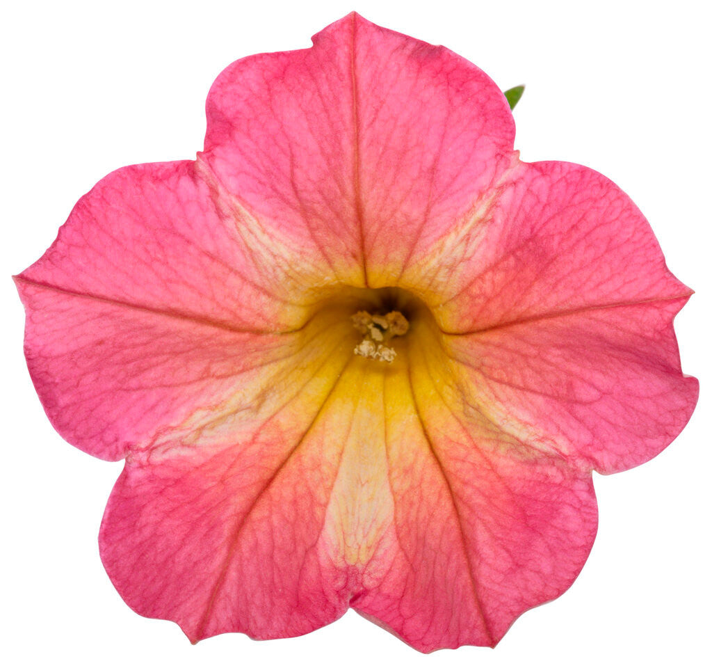 Petunia hybrid 'Supertunia® Persimmon' flower