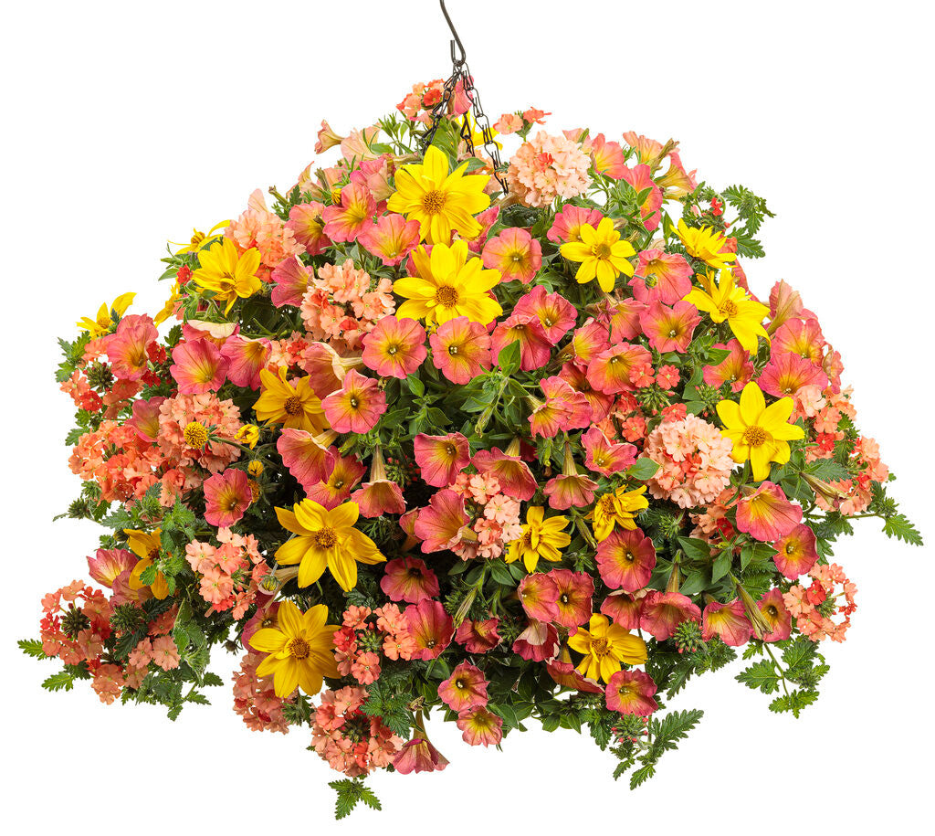 Petunia hybrid 'Supertunia® Persimmon' – Romence Gardens & Greenhouses