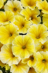 Petunia hybrid 'Supertunia® Saffron Finch™'