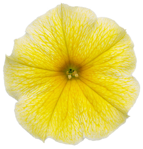 Petunia hybrid 'Supertunia® Saffron Finch™' bloom