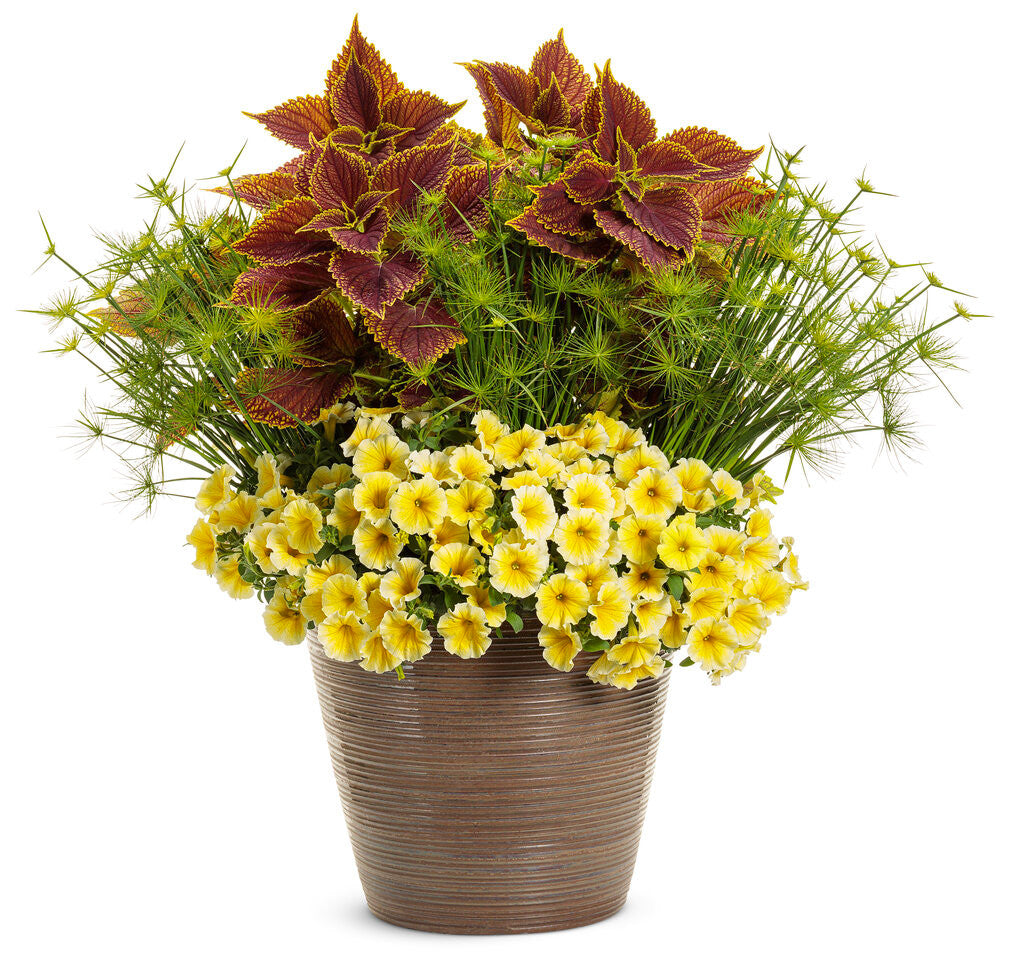 Petunia hybrid 'Supertunia® Saffron Finch™' combination