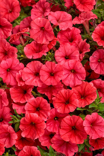 Petunia hybrid 'Supertunia Mini Vista® Scarlet'