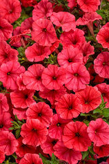 Petunia hybrid 'Supertunia Mini Vista® Scarlet'