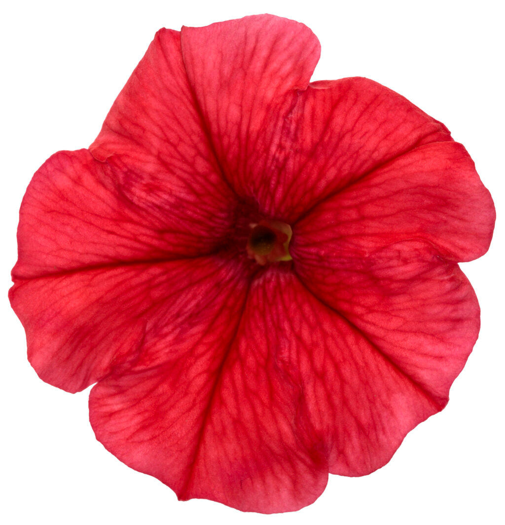 Petunia hybrid 'Supertunia Mini Vista® Scarlet' flower