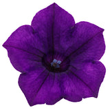 Petunia hybrid 'Supertunia Mini Vista® Ultramarine' bloom