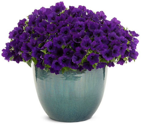 Petunia hybrid 'Supertunia Mini Vista® Ultramarine' in pot