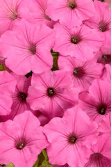 Petunia hybrid 'Supertunia Vista® Bubblegum II®'