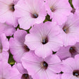 Close-up of pink petunia flowers with a soft focus background