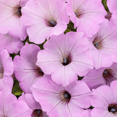 Close-up of pink petunia flowers with a soft focus background
