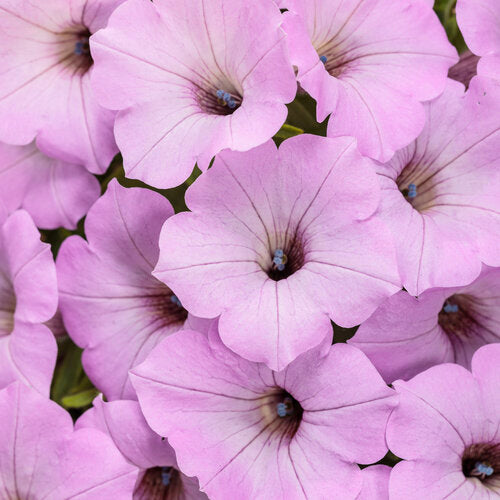 Close-up of pink petunia flowers with a soft focus background