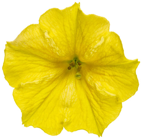 Petunia hybrid 'Supertunia Mini Vista® Yellow' flower