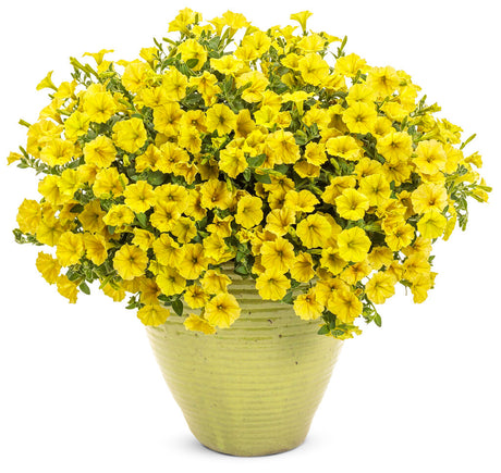 Petunia hybrid 'Supertunia Mini Vista® Yellow' in decorative pot