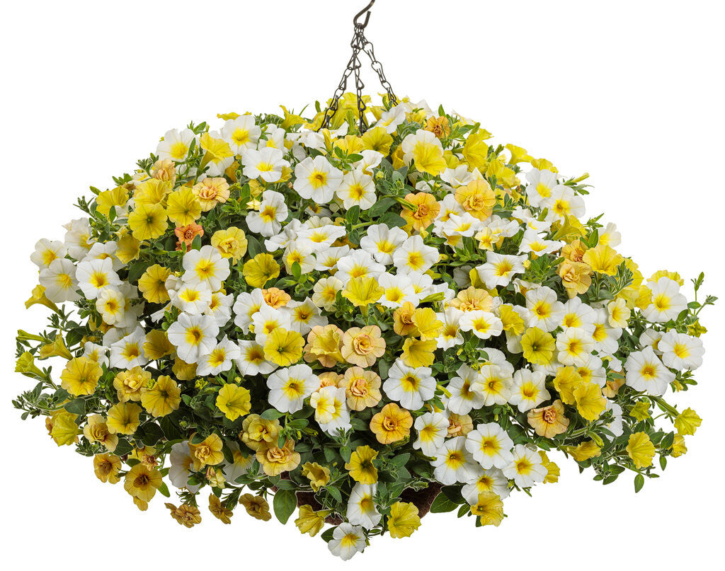 Proven Winners® 'Beam of Light' Combination Kit – Romence Gardens